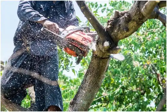 tree services Bear River City